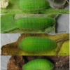 lyc tityrus larva4 volg2